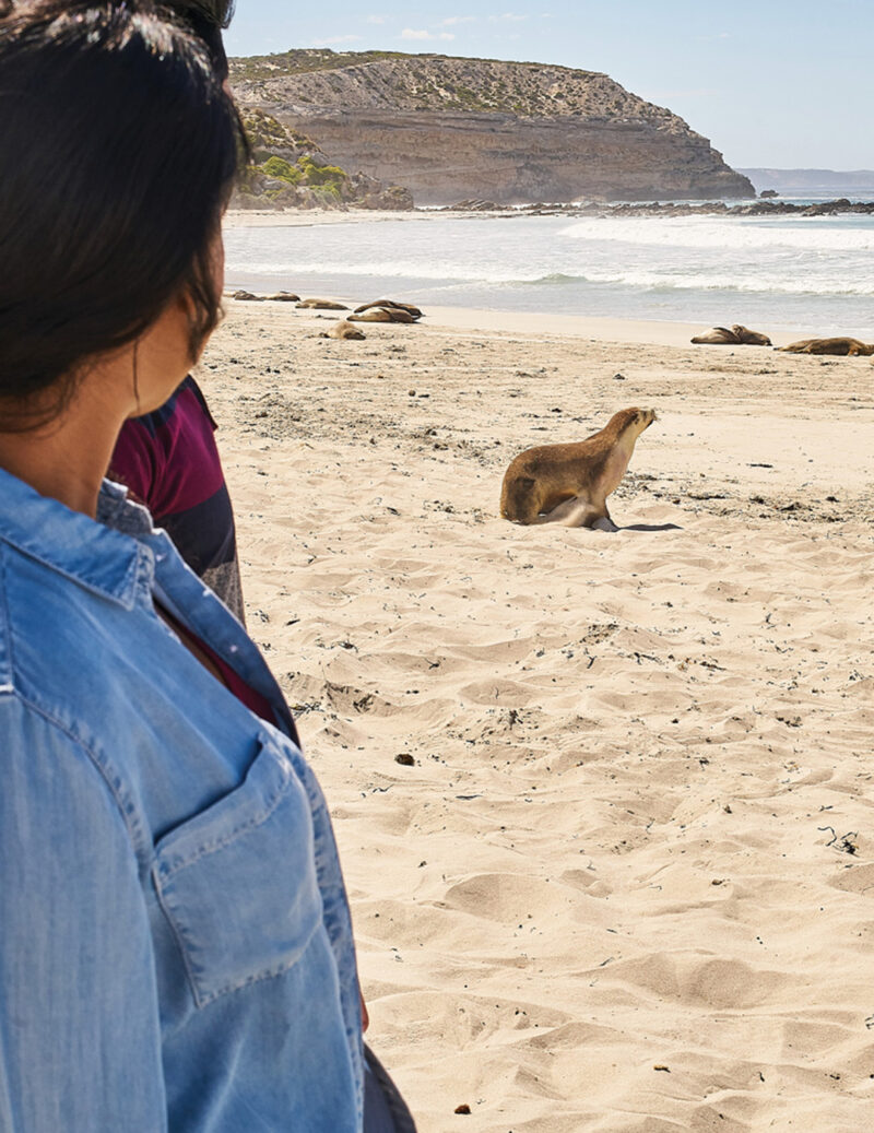 Seal Bay Beach Experience - Kangaroo Island Coachlines