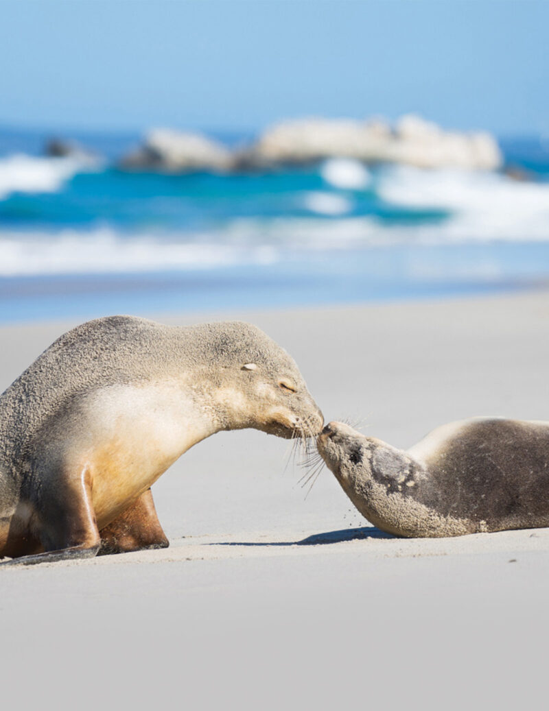 Seal Bay Beach Experience - Kangaroo Island Coachlines